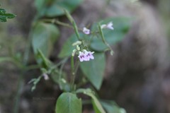 Andrographis ovata